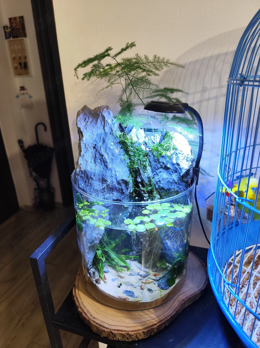 Acvaterariu Ecosistem complet echipat