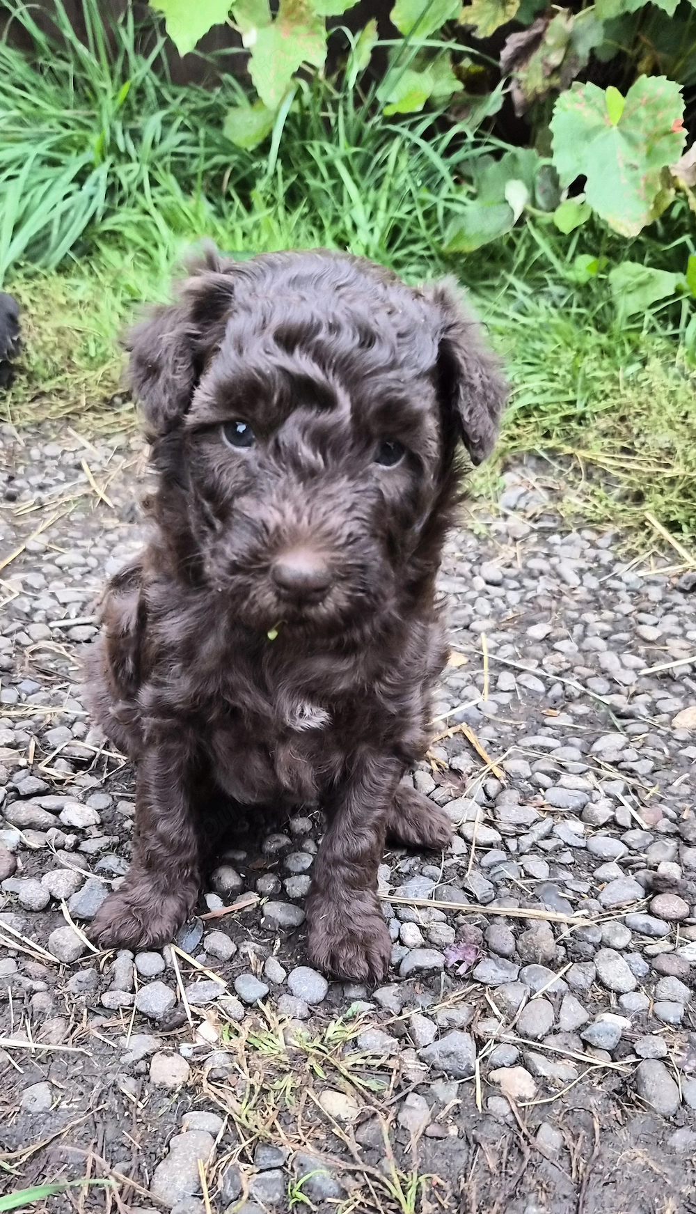 Disponibil Pumi Unguresc