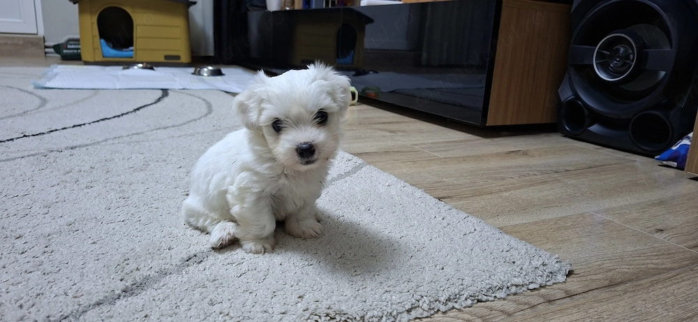 Bichon mini toy cauta casuta