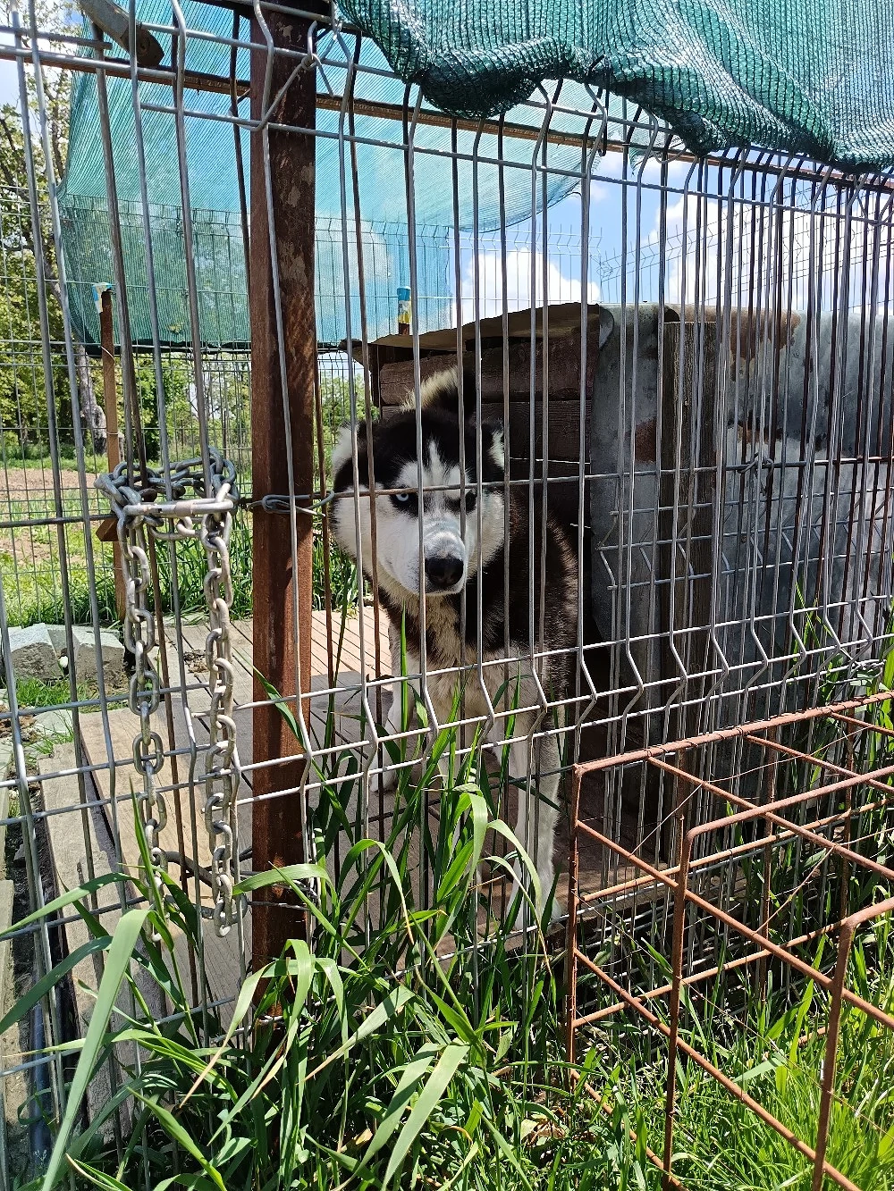 Vând câine mascul husky siberian di 1an și 8.luni