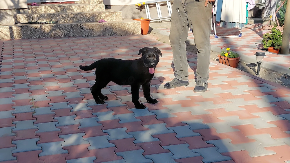 femela ciobanesc german negru -parinti cu pedigree