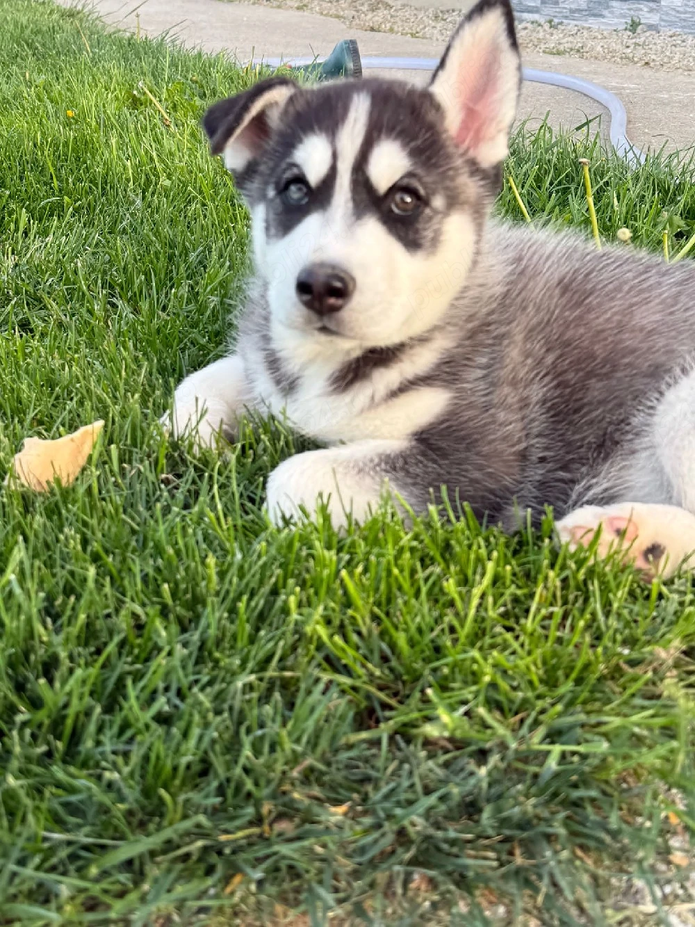 Vand pui husky