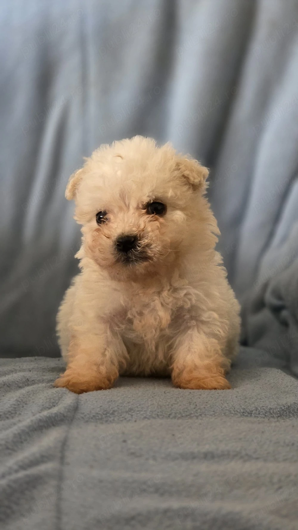 vand catei bichon maltez 