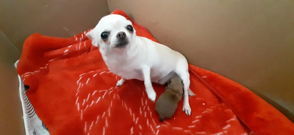 Bebe Chihuahua cauta familie
