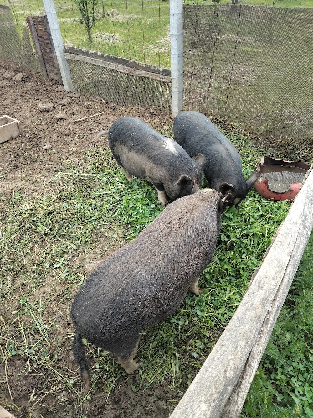 Porci purcei vietnamezi de vânzare 