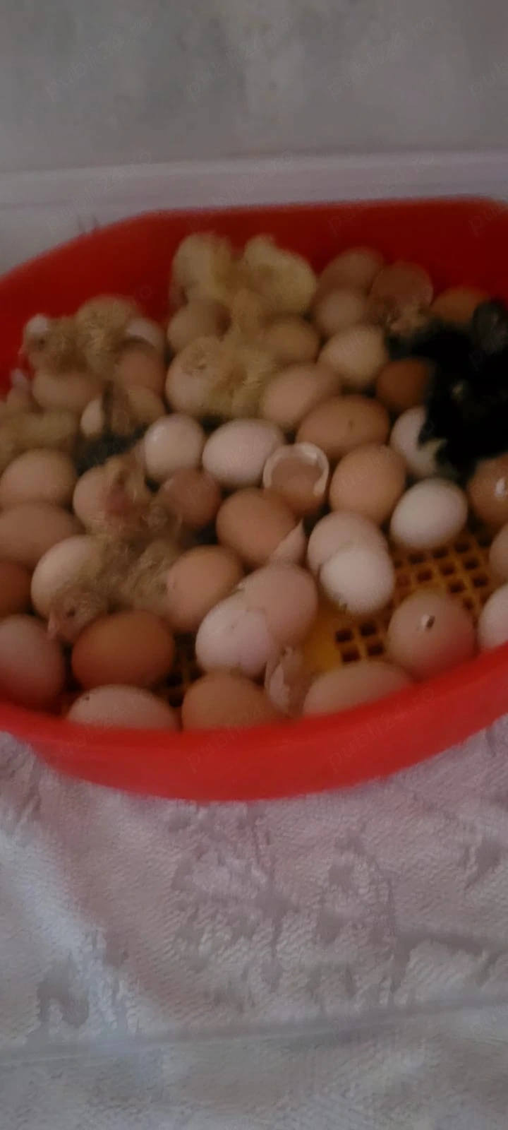 Pui de găină BIO