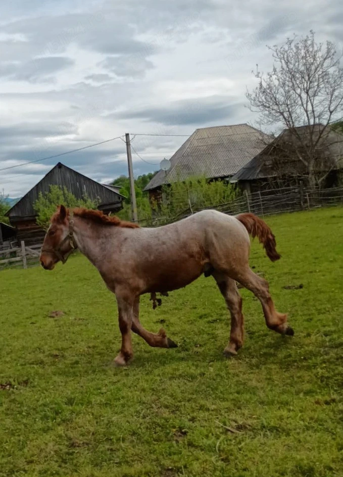 Armăsar de vânzare 