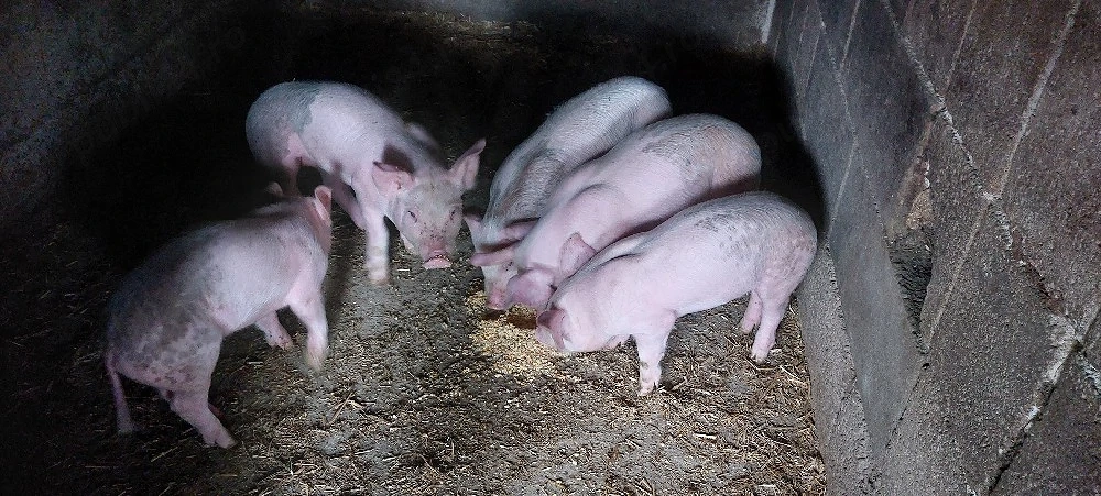 Vând purcei de 8 săptămâni. 