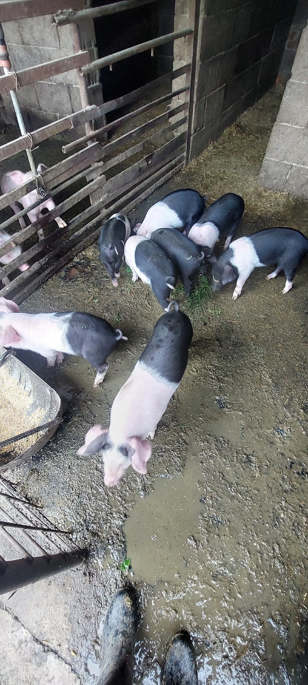 De vânzare purcei de 6   si 8 săptămâni. 