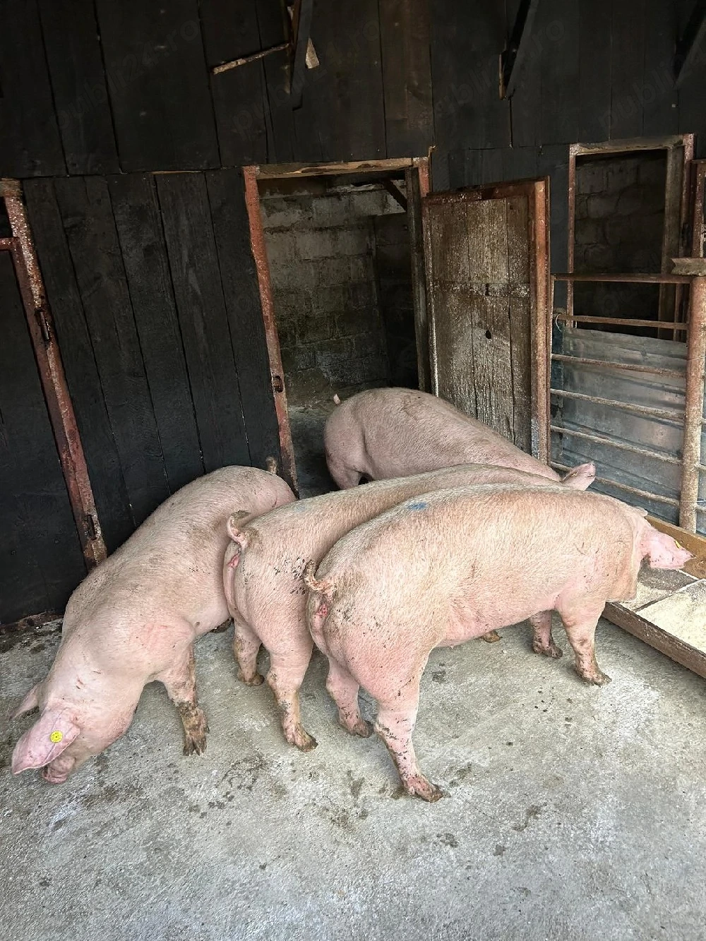 Porci de vânzare 