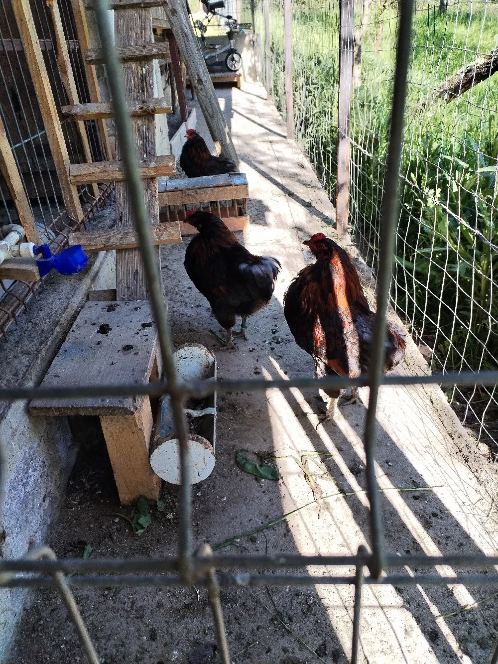 Cocosii Araucana cu favoriții și fără