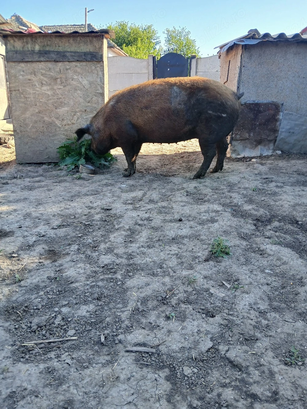 Porc de vanzare
