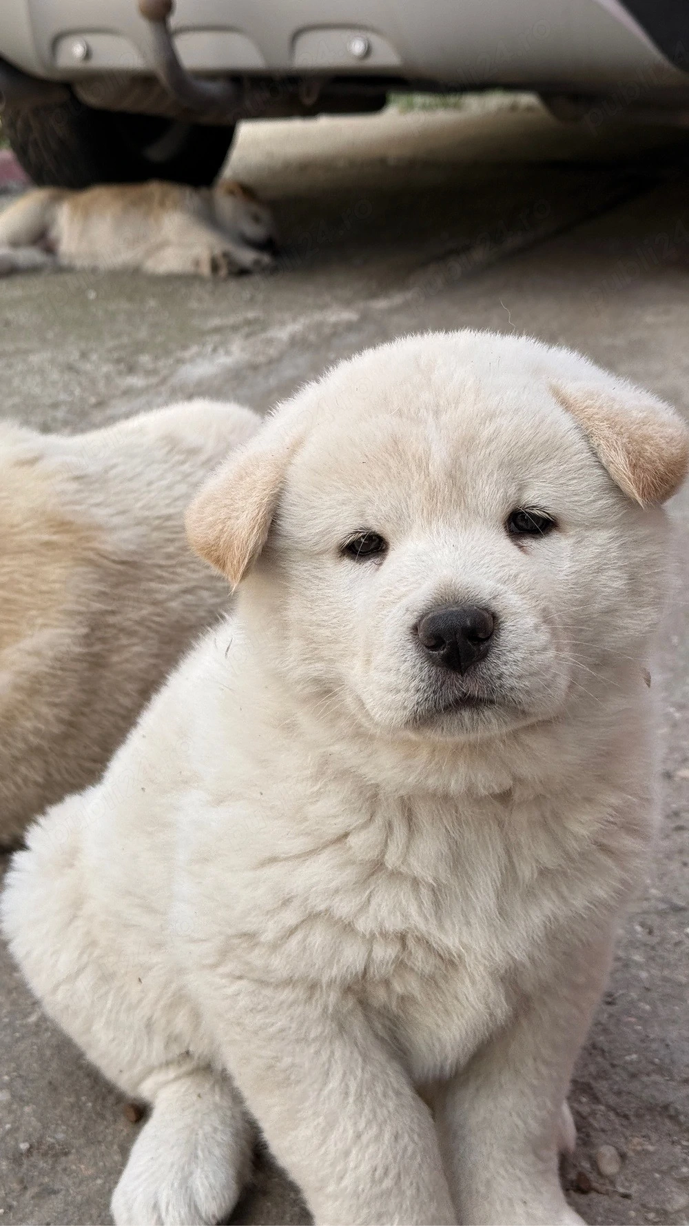 Akita inu japonez
