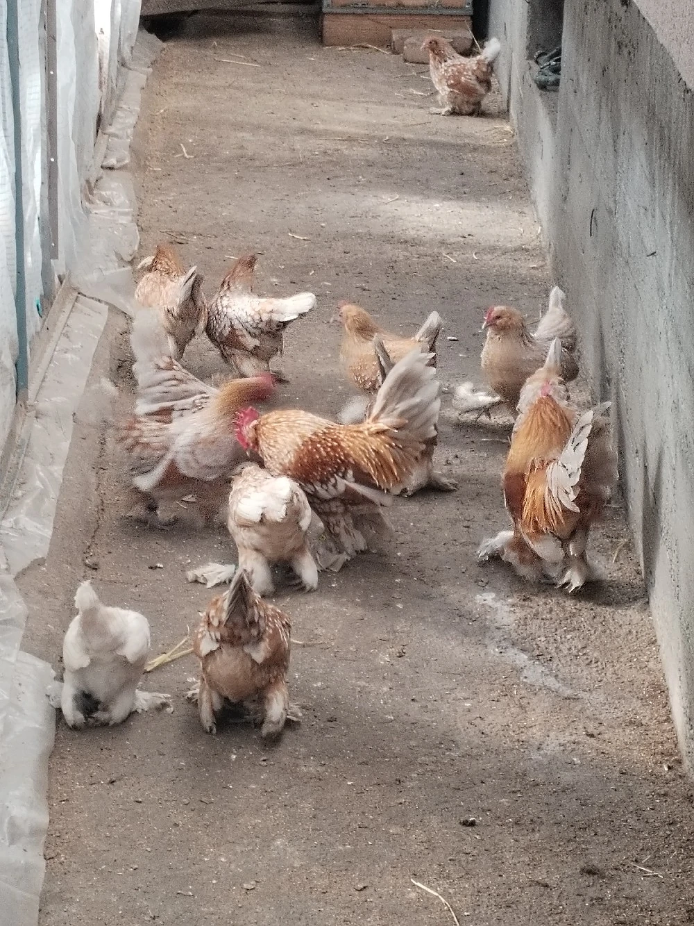 Oua pt incubat din rasa mii de flori 