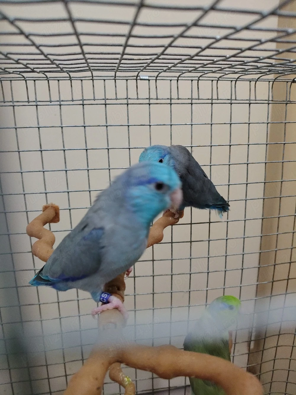 Papagali rari (super pitici)