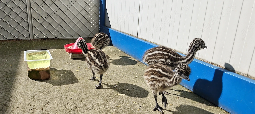 Pui de struț australian Emu