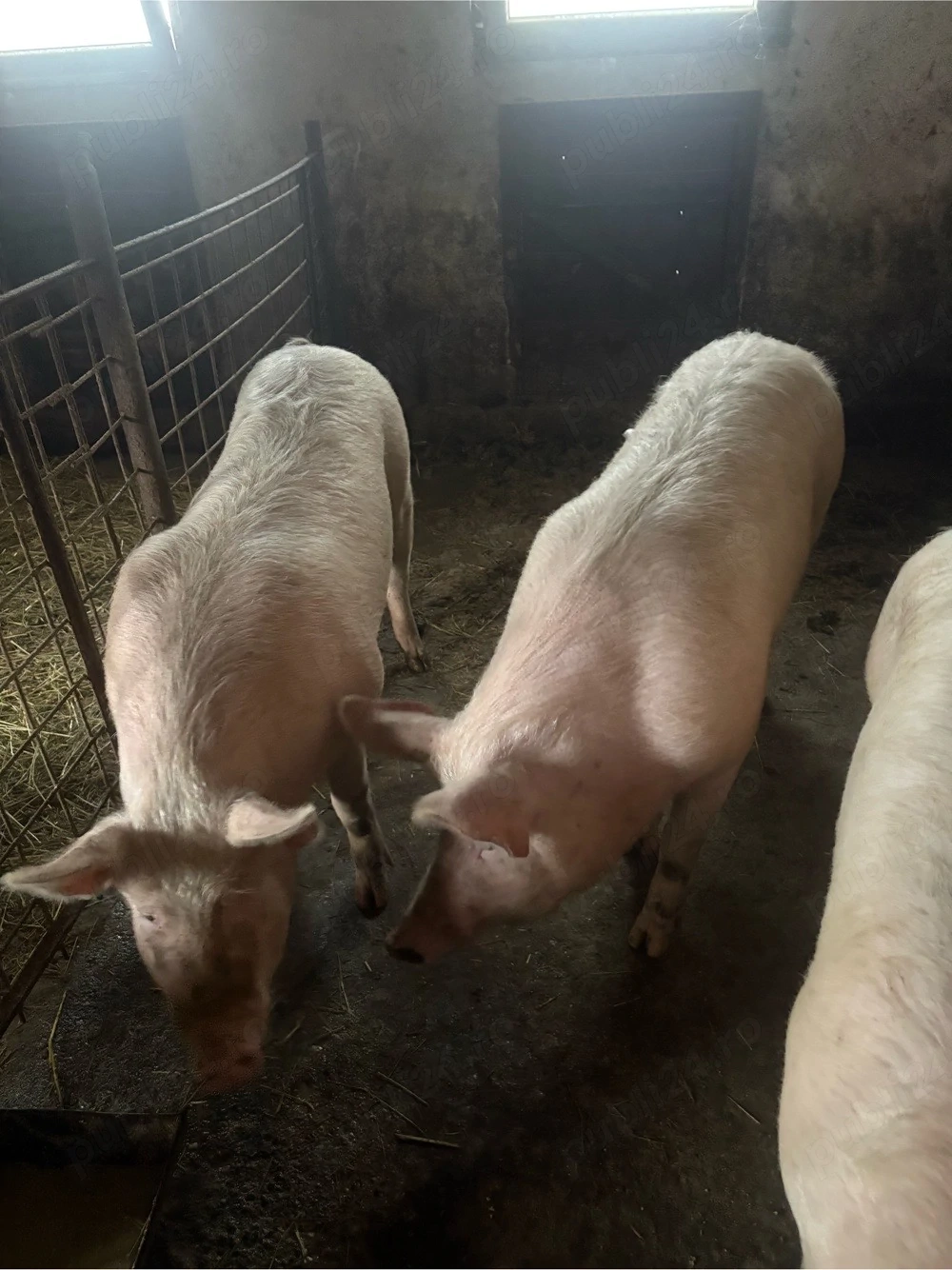 Porci de vanzare
