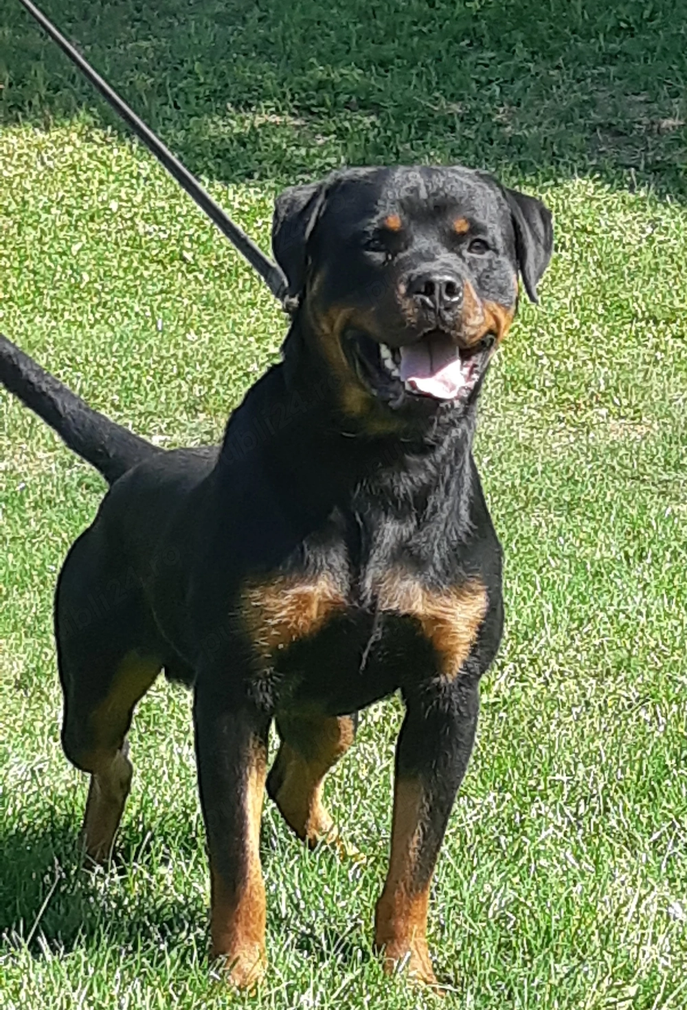 Rottweiler dresat IGP3   câine de protecție, mascul adult