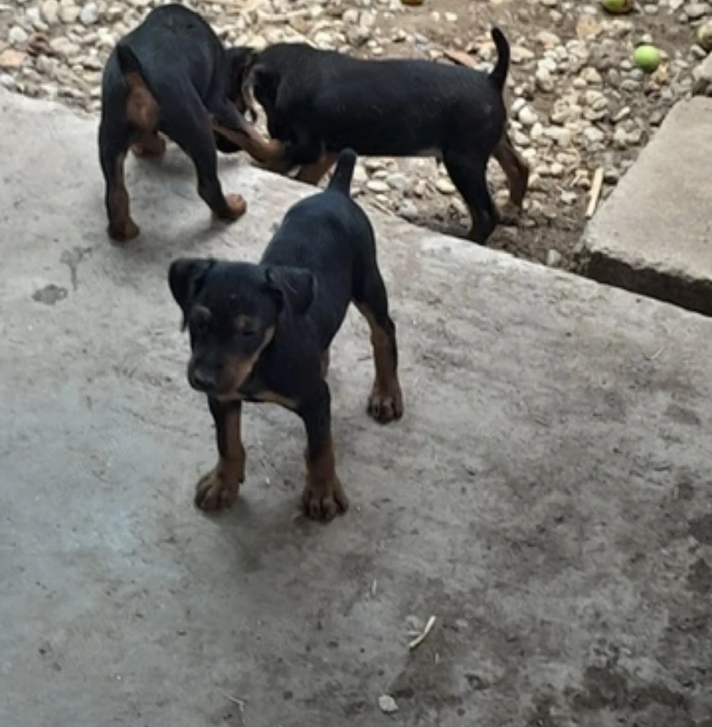 Căței Jagdterrier 