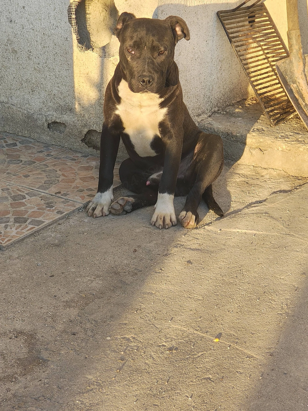 American Bully mascul 
