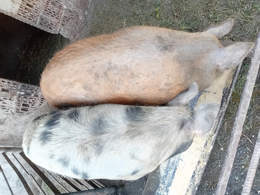 De vanzare  porci 