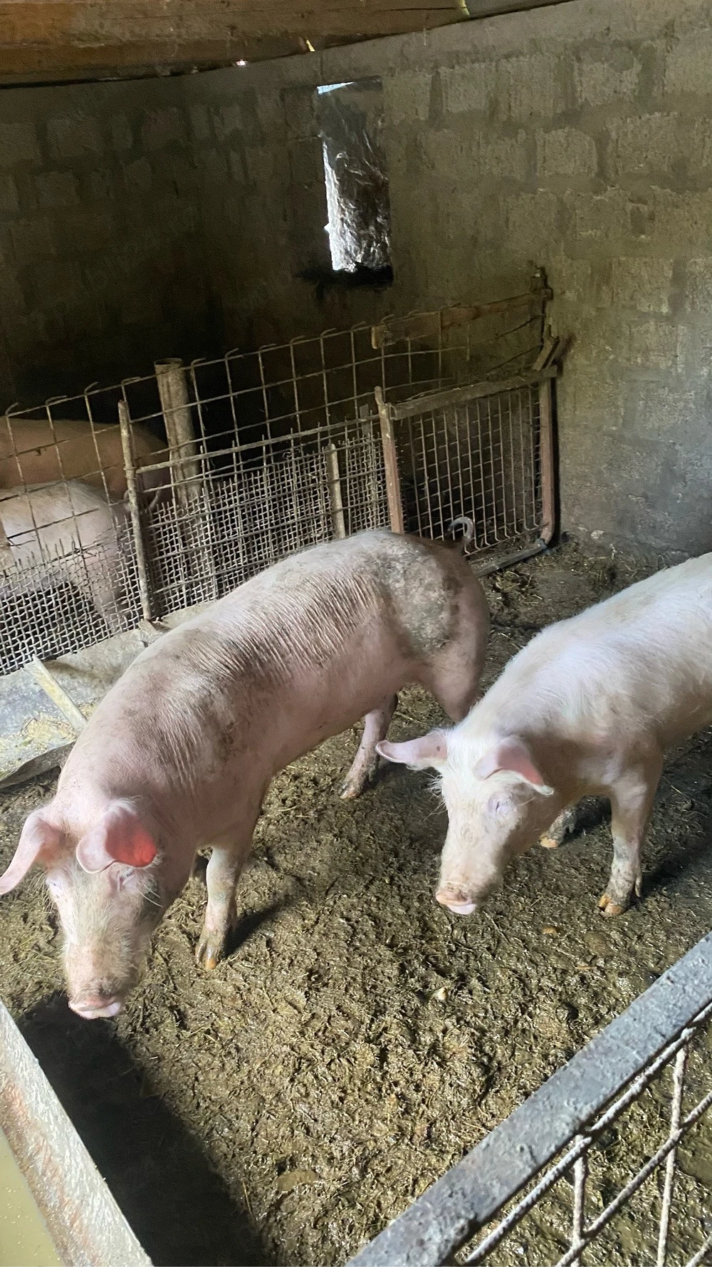 Vand porci 