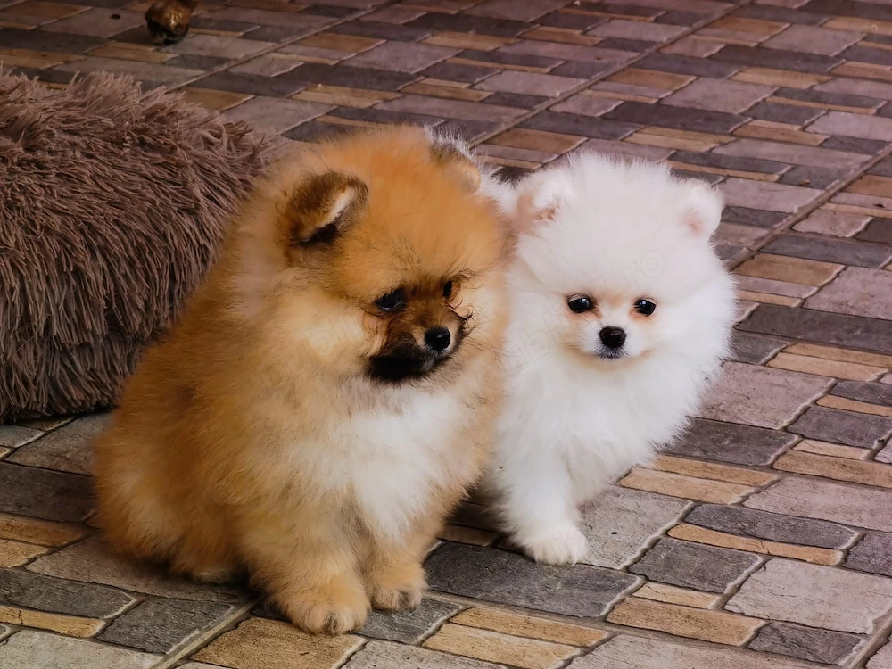 Pomeranian mini toy roscat sable si alb cu pedigree Fci