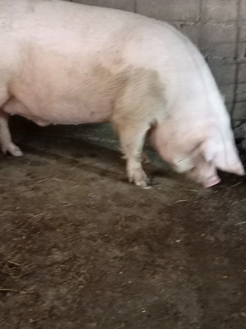 Vând porc la 350kg