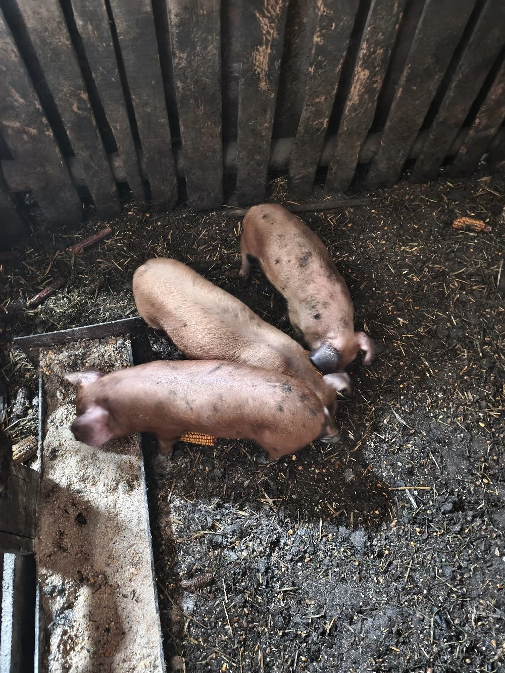 purcei duroc cu landrace 