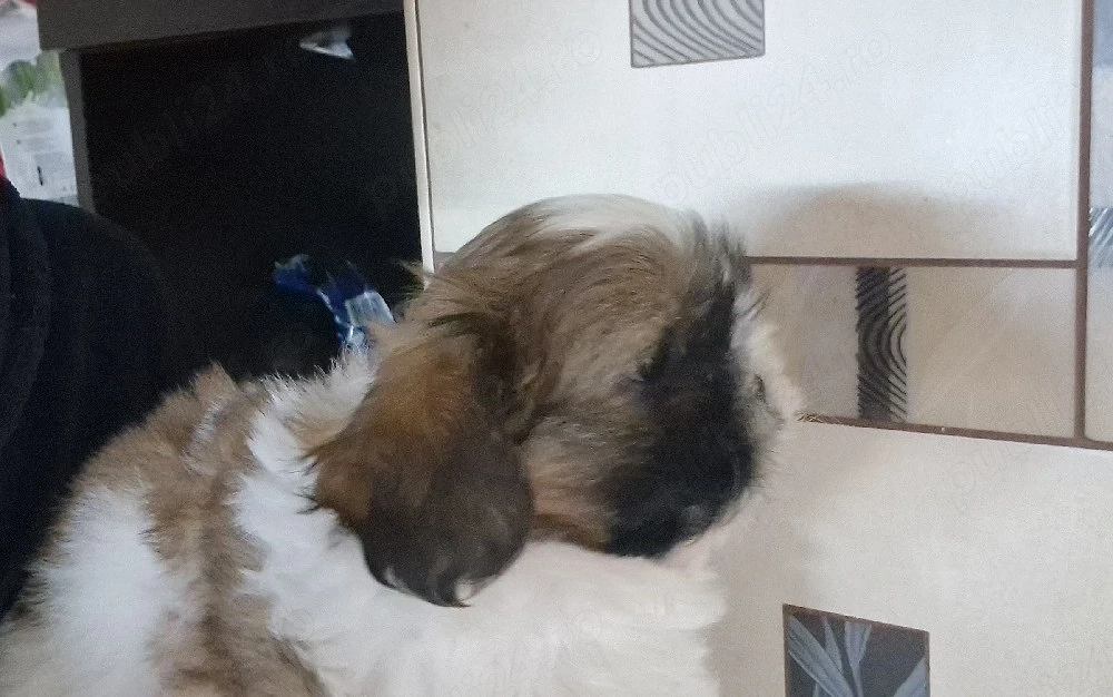 Fetita rasa Shih-tzu rasa pura