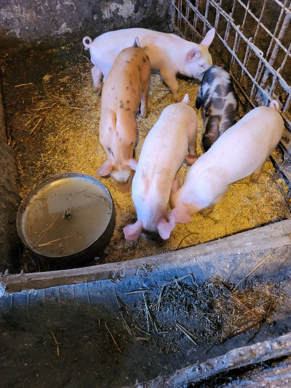 Purcei de 6 saptamani de vanzare