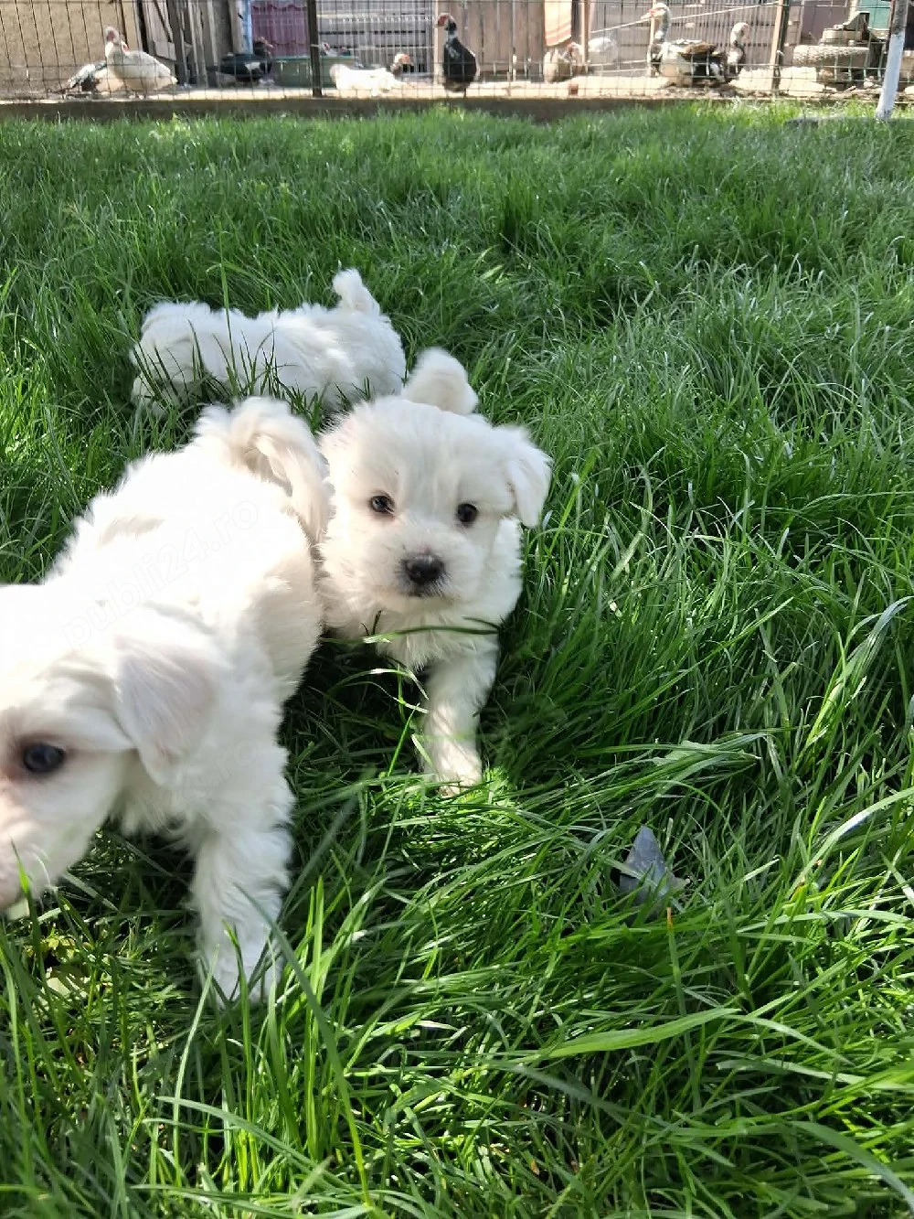 Pui Bichon maltez 