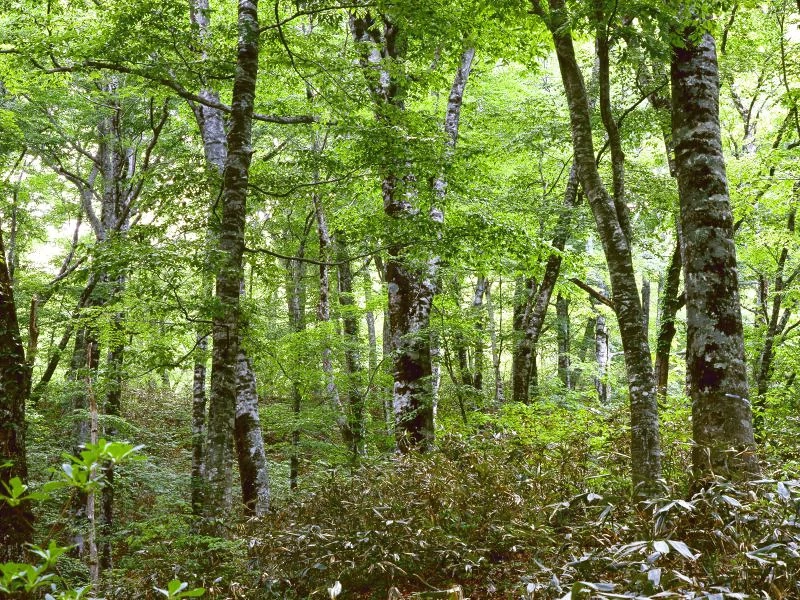 Vand Padure judet Arges 2.75 ha, pret negiciabil