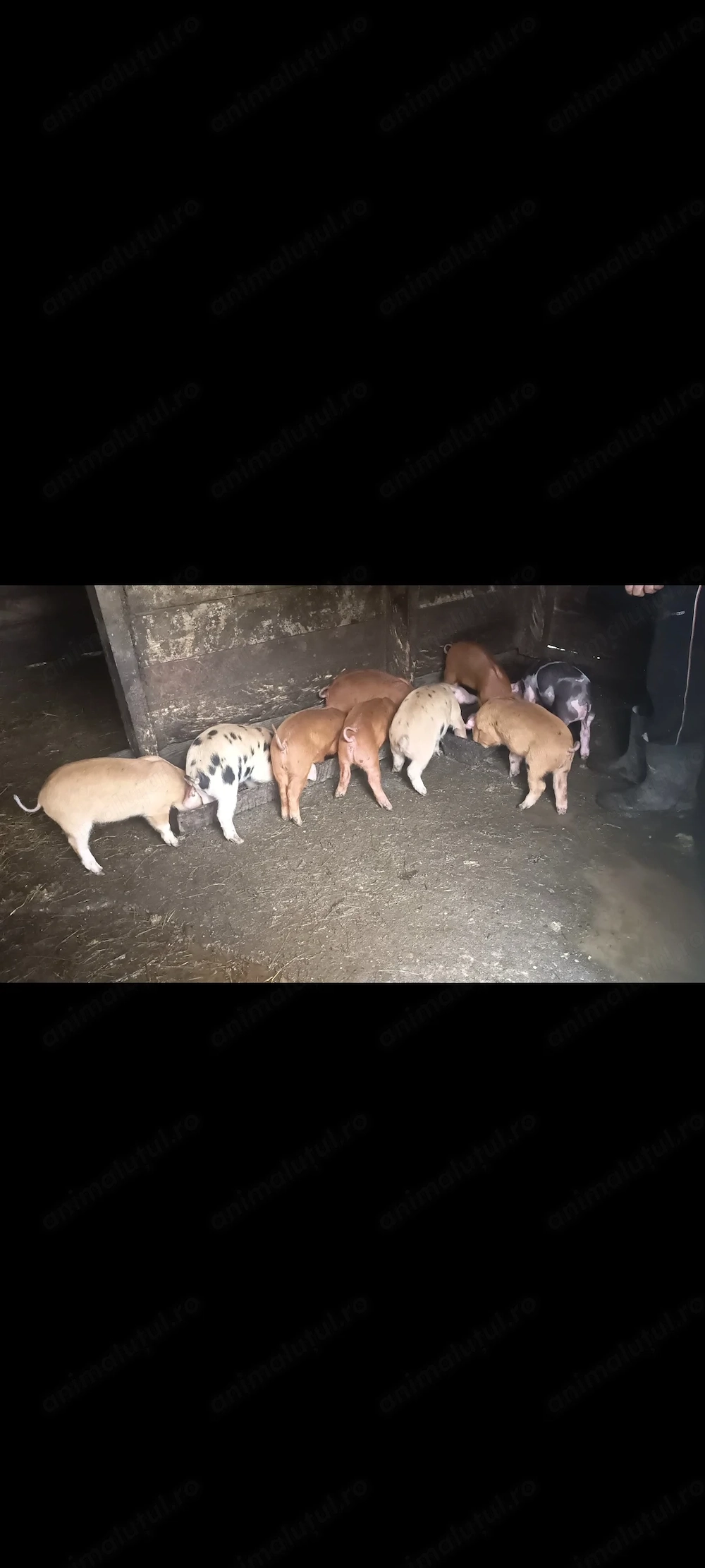 Vând purcei foarte mancaciosi, deparazitați, castrați 6femele și 3 masculi preț 600buc