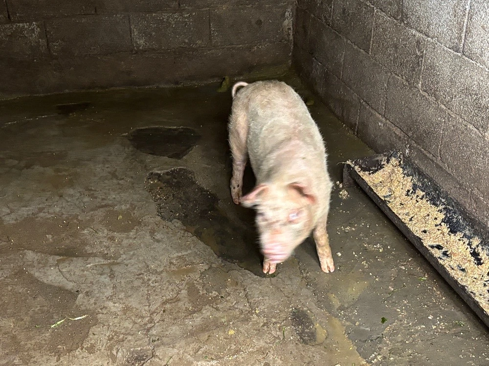 porci de vanzare