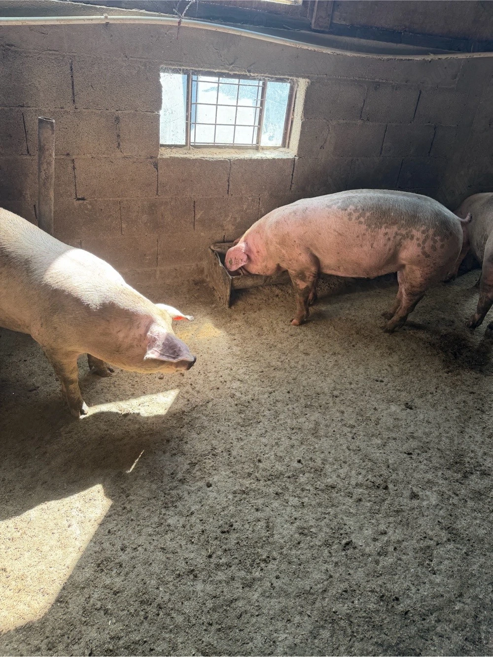 porci rasa de carne 