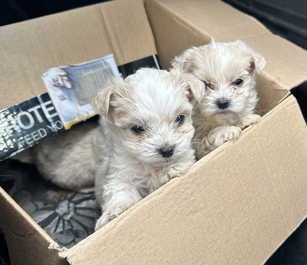 Disponibili 3 câini bichon maltez