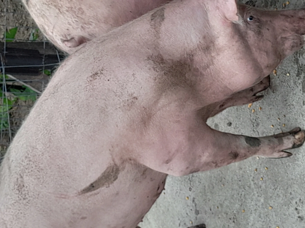 Porci de carne de vânzare