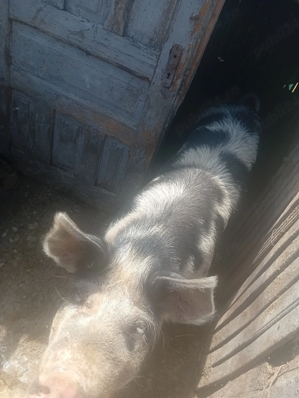 purcea de vanzare 