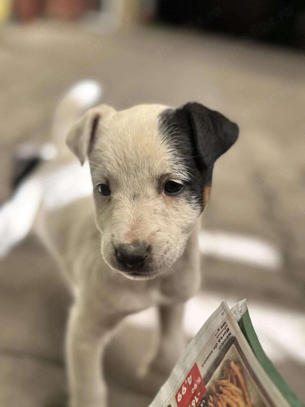1 pui adorabili de Jack Russell Terrier pitic cu păr scurt 