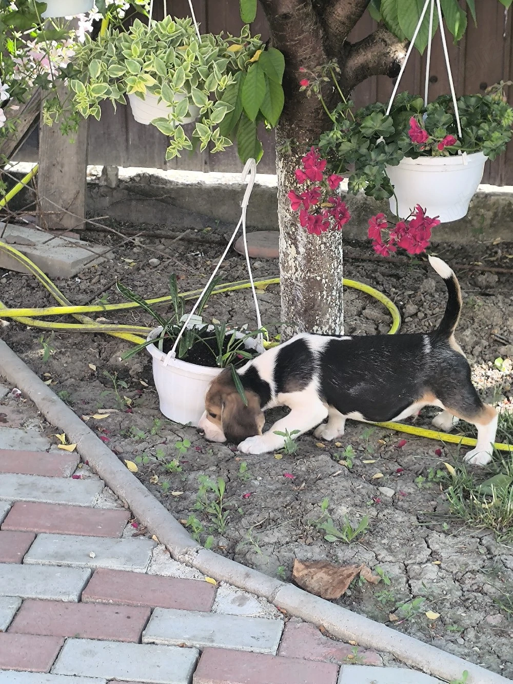 beagle tricolor 3,5 luni 