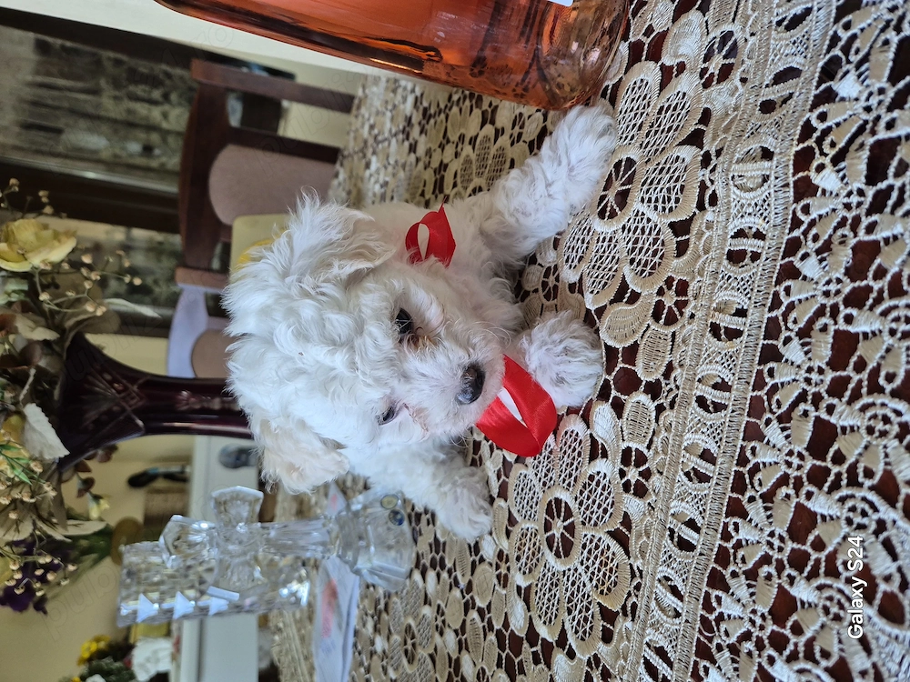 Cățelușe bichon frise 