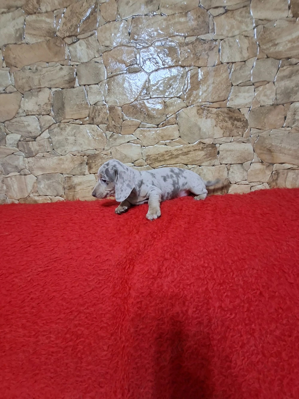 Pui Teckel Arlechin