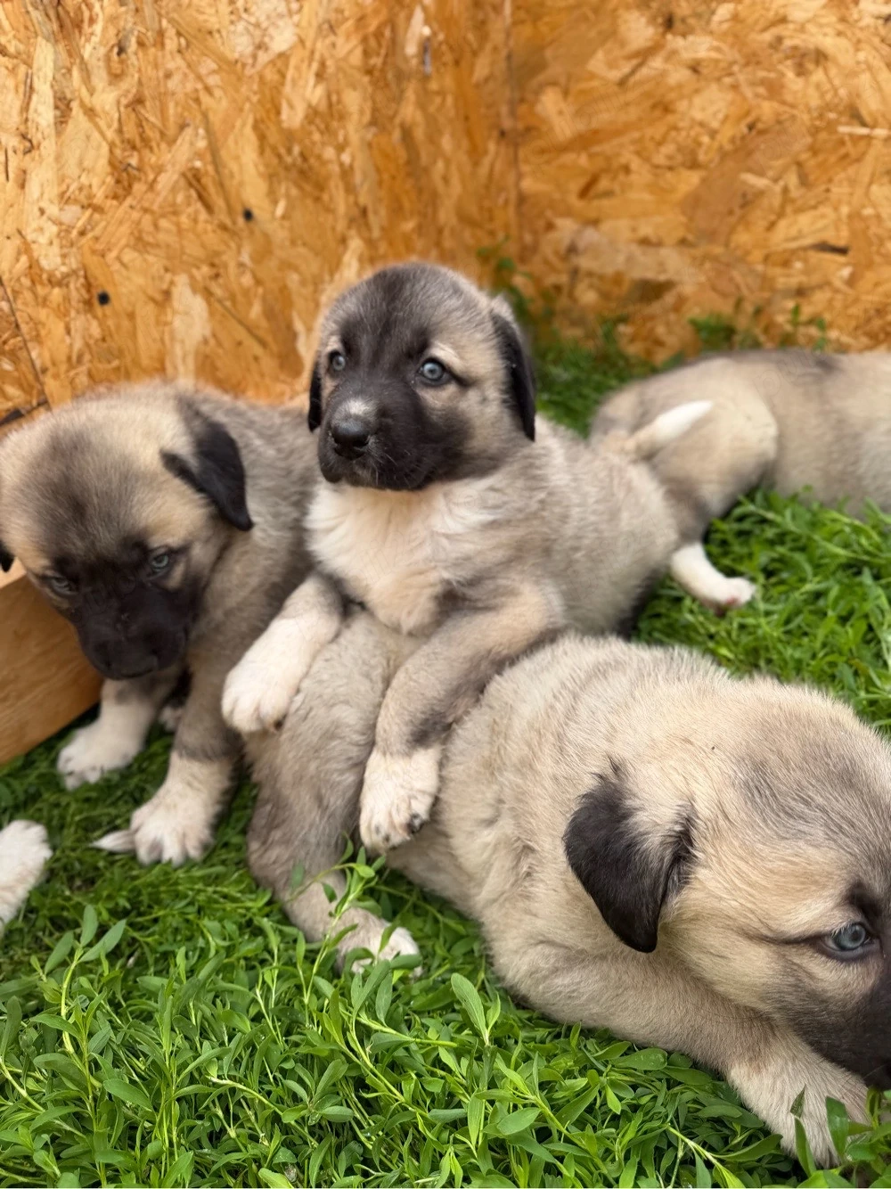Catei Kangal