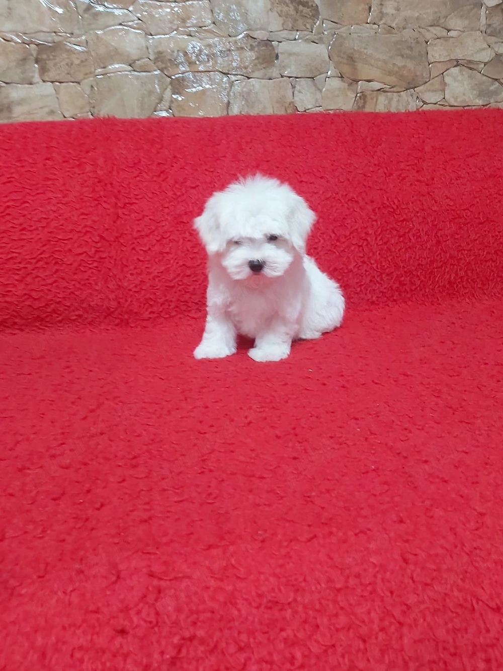 Pui Bichon Maltese