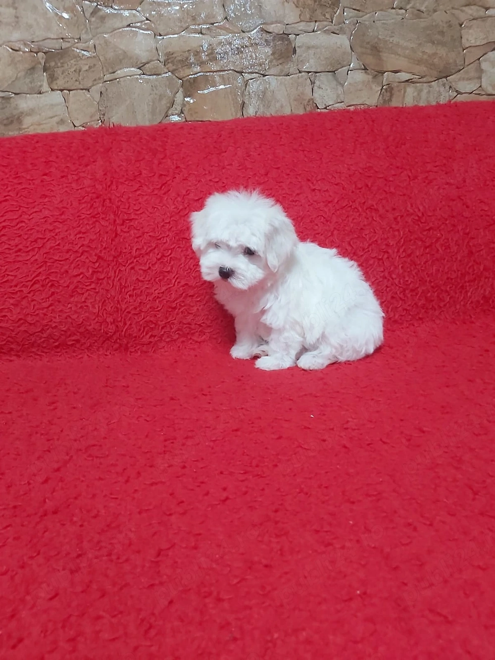 Pui Bichon Maltese