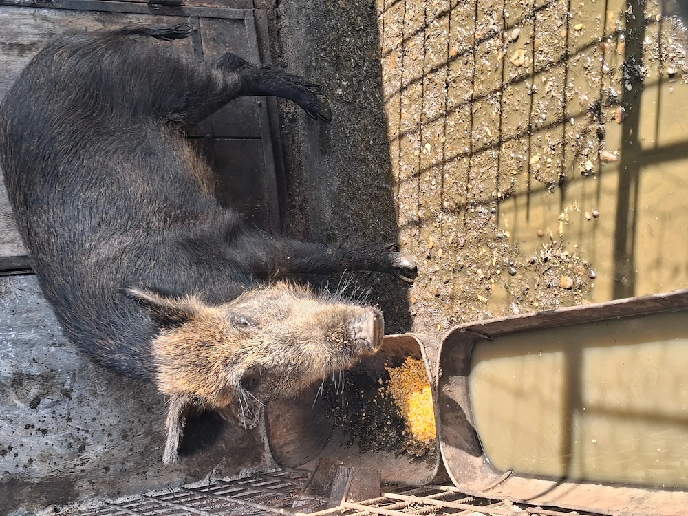 Vand porc mistreț 100kg
