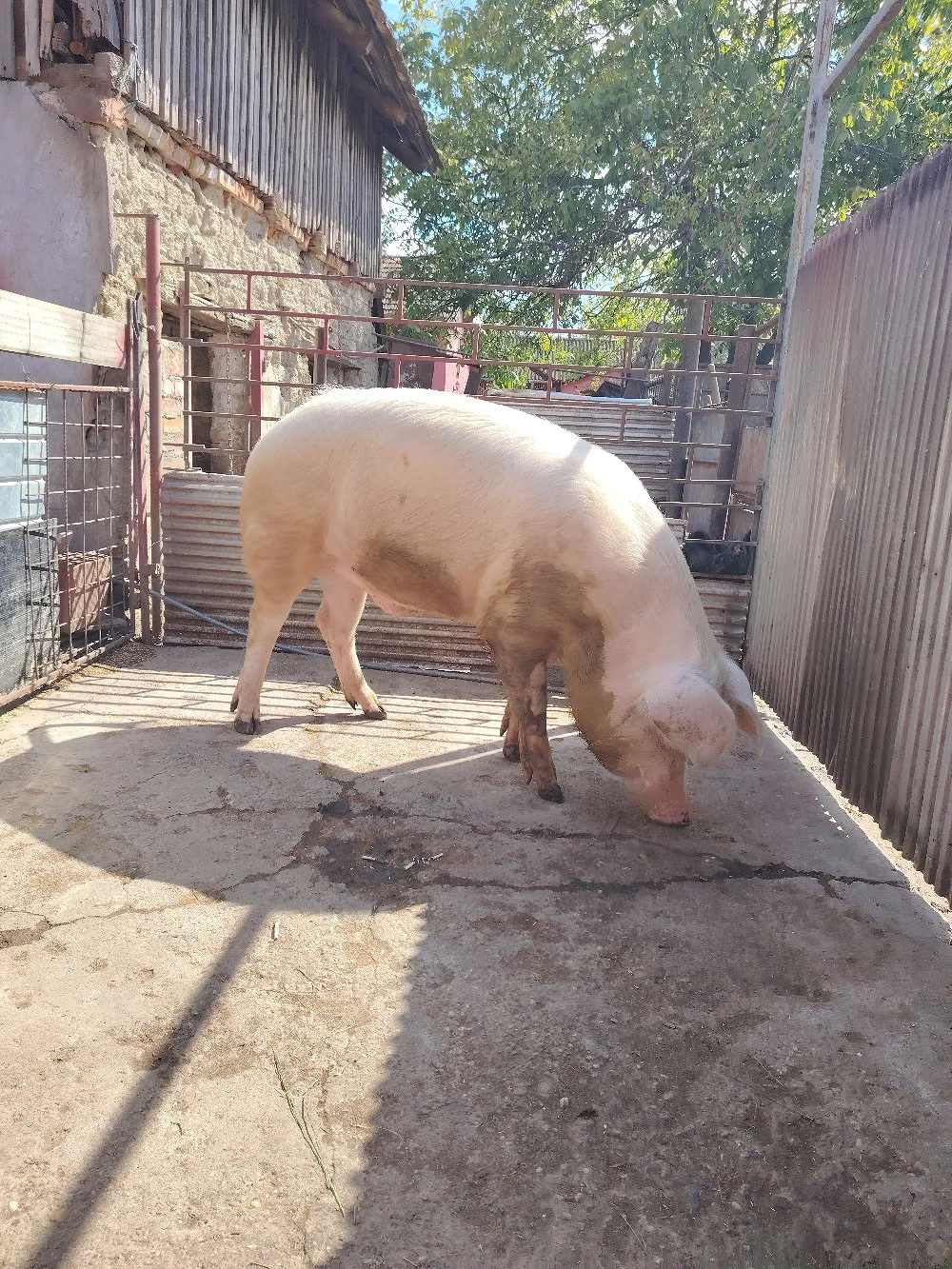 Oferta porc 220 de kg 9 lei kg