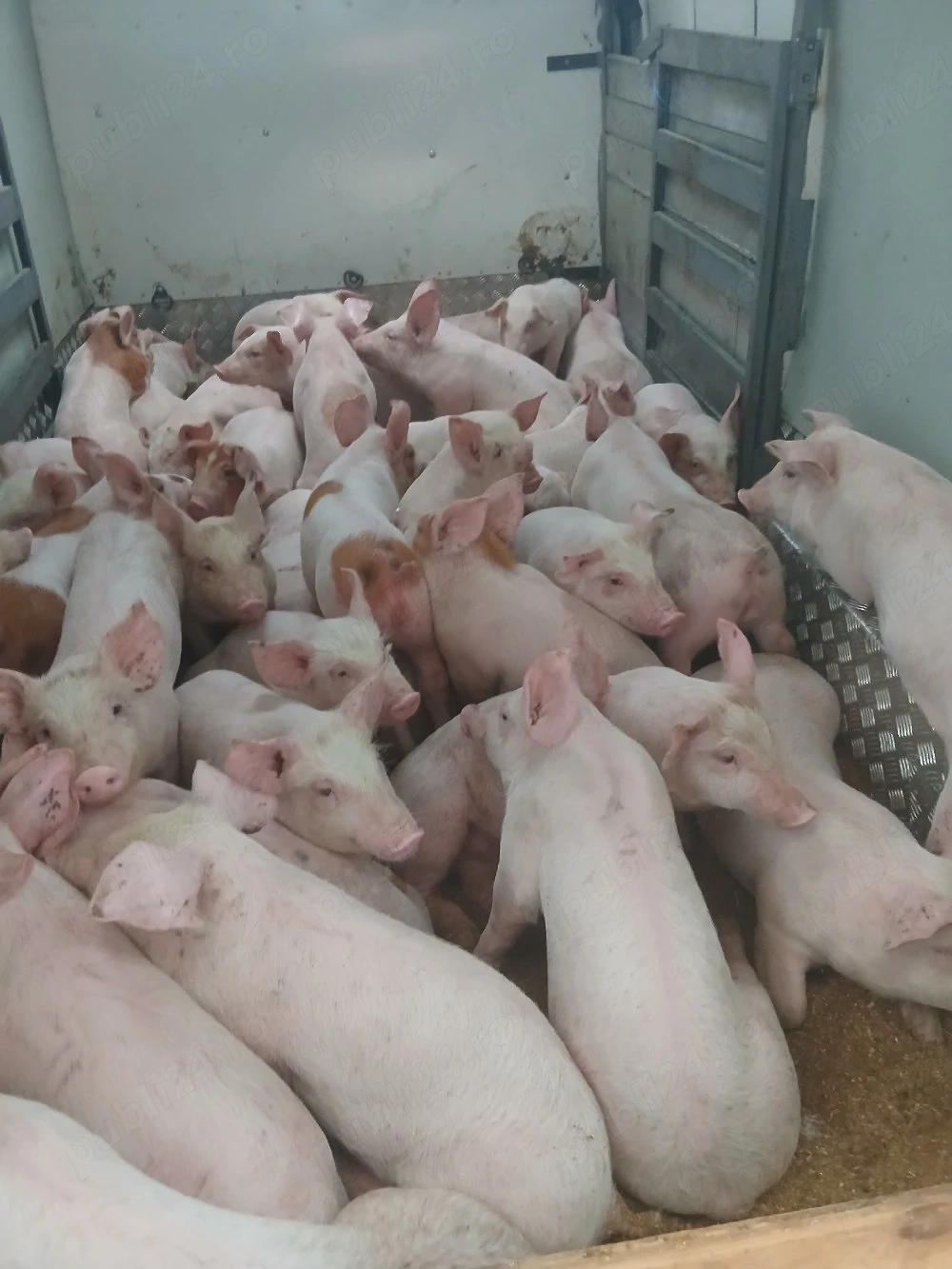 purcei si porci mari 
