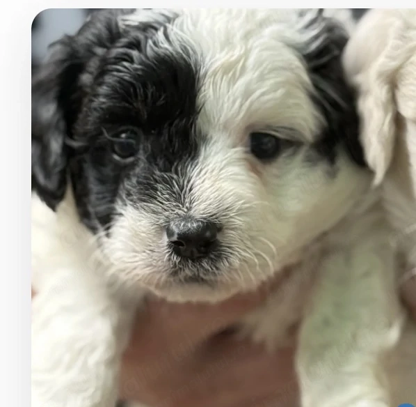Bichon havanez de vânzare 